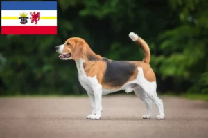 Scopri di più sull'articolo Allevatori di Beagle e cuccioli in Mecklenburg-Vorpommern