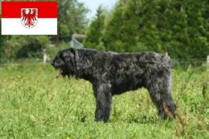 Scopri di più sull'articolo Allevatori di Bouvier des Flandres e cuccioli in Brandeburgo