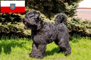 Scopri di più sull'articolo Allevatori di Bouvier des Flandres e cuccioli in Turingia