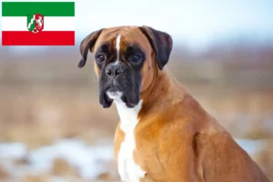 Scopri di più sull'articolo Allevatori di Boxer e cuccioli in Nord Reno-Westfalia