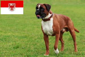 Scopri di più sull'articolo Allevatori di Boxer e cuccioli a Brandeburgo