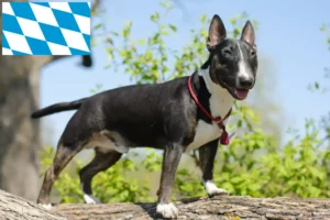 Scopri di più sull'articolo Allevatori di Bull Terrier in miniatura e cuccioli in Baviera