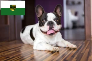 Scopri di più sull'articolo Allevatori e cuccioli di Bulldog Francese in Sassonia