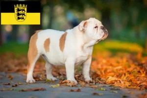 Scopri di più sull'articolo Allevatori di Bulldog Inglese e cuccioli in Baden-Württemberg