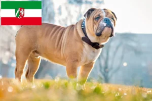 Scopri di più sull'articolo Allevatori di Bulldog Inglese e cuccioli in Nordreno-Vestfalia