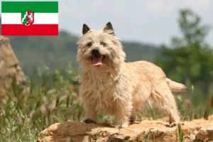 Scopri di più sull'articolo Allevatori di Cairn Terrier e cuccioli in Nord Reno-Westfalia