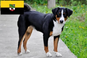 Scopri di più sull'articolo Appenzell Mountain Dog Allevatore e cuccioli in Sassonia-Anhalt