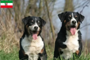 Scopri di più sull'articolo Allevatore di cani da montagna dell’Appenzello e cuccioli in Nord Reno-Westfalia