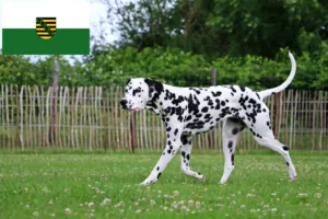 Scopri di più sull'articolo Allevatori di Dalmata e cuccioli in Sassonia