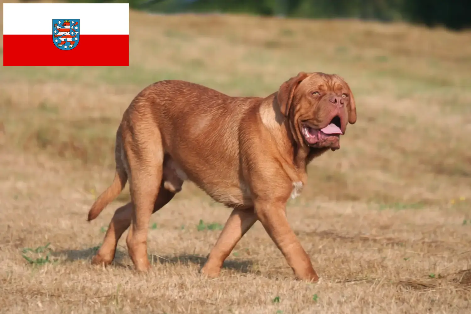 Scopri di più sull'articolo Allevatori di Dogue de Bordeaux e cuccioli in Turingia