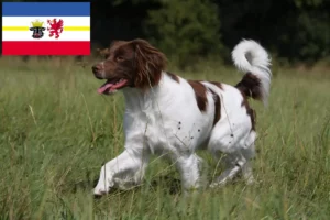 Scopri di più sull'articolo Allevatori e cuccioli di Epagneul Breton in Meclemburgo-Pomerania Anteriore