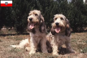 Scopri di più sull'articolo Allevatori di Grand Basset Griffon Vendéen e cuccioli in Turingia