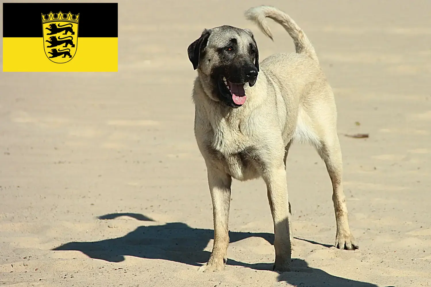 Scopri di più sull'articolo Allevatori e cuccioli di Kangal in Baden-Württemberg