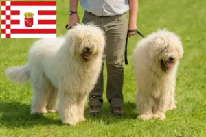 Scopri di più sull'articolo Allevatori e cuccioli di Komondor a Brema