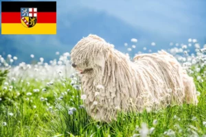 Scopri di più sull'articolo Allevatori di Komondor e cuccioli in Saarland