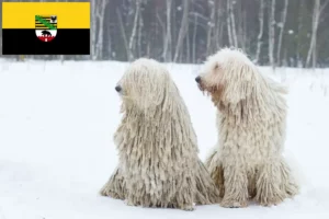 Scopri di più sull'articolo Allevatori di Komondor e cuccioli in Sassonia-Anhalt