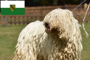 Scopri di più sull'articolo Allevatori di Komondor e cuccioli in Sassonia