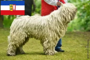 Scopri di più sull'articolo Allevatori di Komondor e cuccioli in Schleswig-Holstein