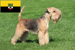 Scopri di più sull'articolo Allevatori di Lakeland Terrier e cuccioli in Sassonia-Anhalt