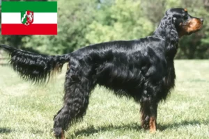 Scopri di più sull'articolo Allevatori di Setter Gordon e cuccioli in Nord Reno-Westfalia