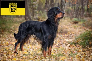 Scopri di più sull'articolo Allevatori di Setter Gordon e cuccioli in Baden-Württemberg