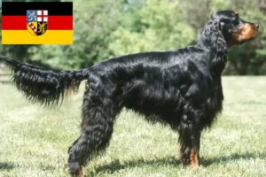 Scopri di più sull'articolo Allevatori di Setter Gordon e cuccioli in Saarland