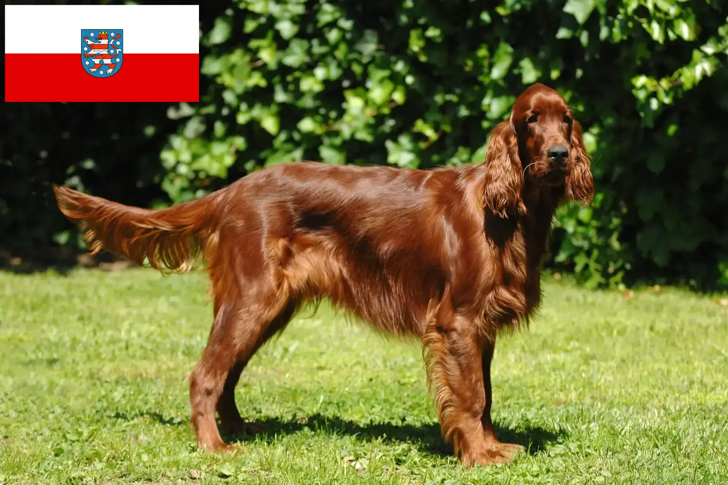 Scopri di più sull'articolo Allevatori di Setter Rossi Irlandesi e cuccioli in Turingia