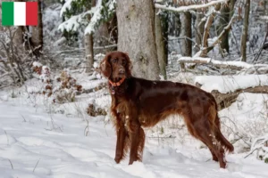 Scopri di più sull'articolo Allevatori e cuccioli di Setter Rosso Irlandese in Italia