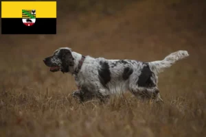 Scopri di più sull'articolo Allevatori di Springer Spaniel Inglese e cuccioli in Sassonia-Anhalt