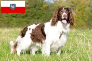 Scopri di più sull'articolo Allevatori di Springer Spaniel Inglese e cuccioli in Turingia