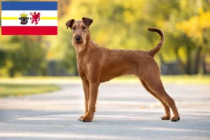 Scopri di più sull'articolo Allevatori di Irish Terrier e cuccioli in Mecklenburg-Vorpommern