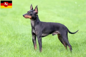 Scopri di più sull'articolo Allevatori e cuccioli di English Toy Terrier in Nord Reno-Westfalia