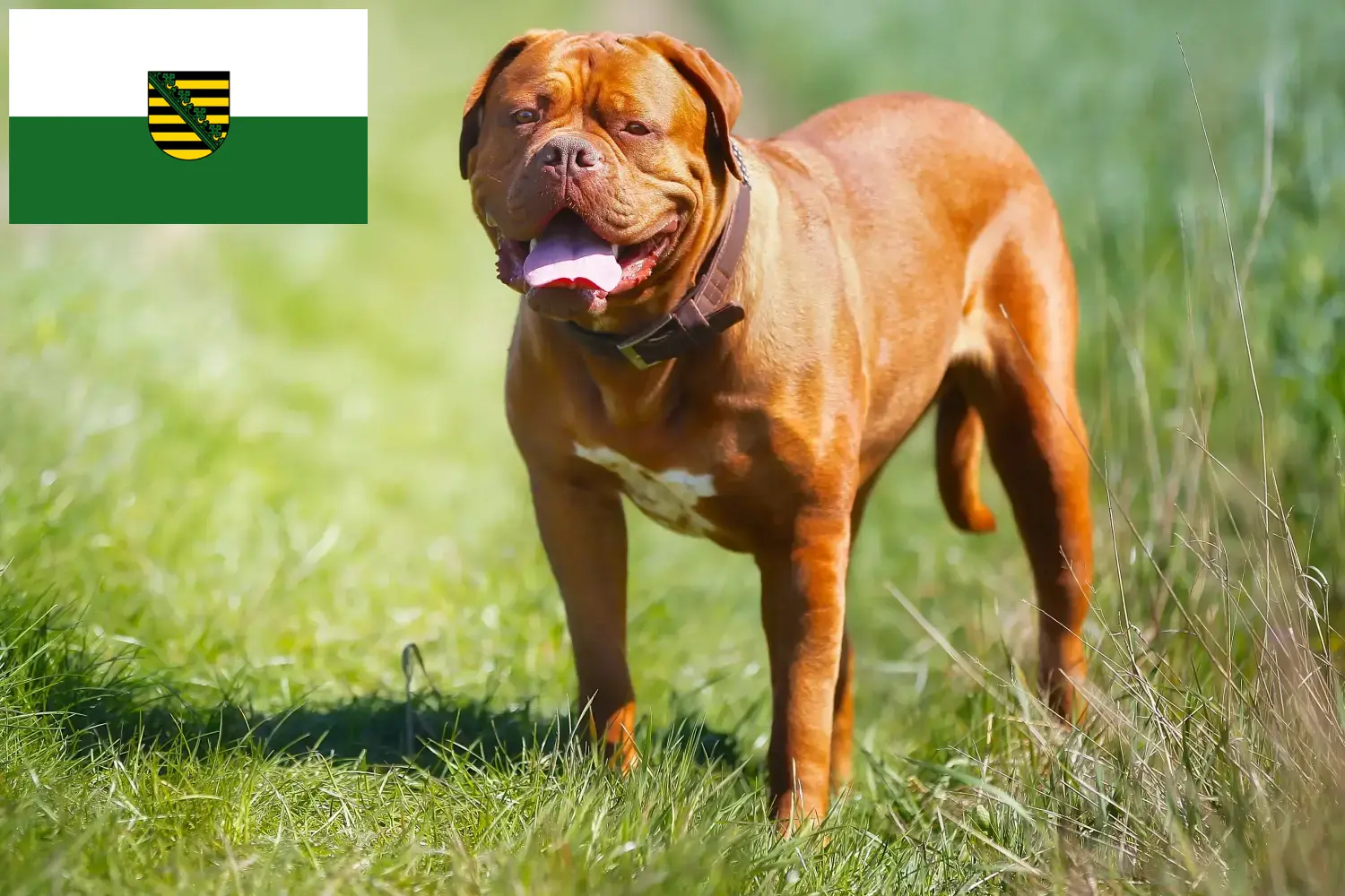 Scopri di più sull'articolo Allevatori di Dogue de Bordeaux e cuccioli in Sassonia