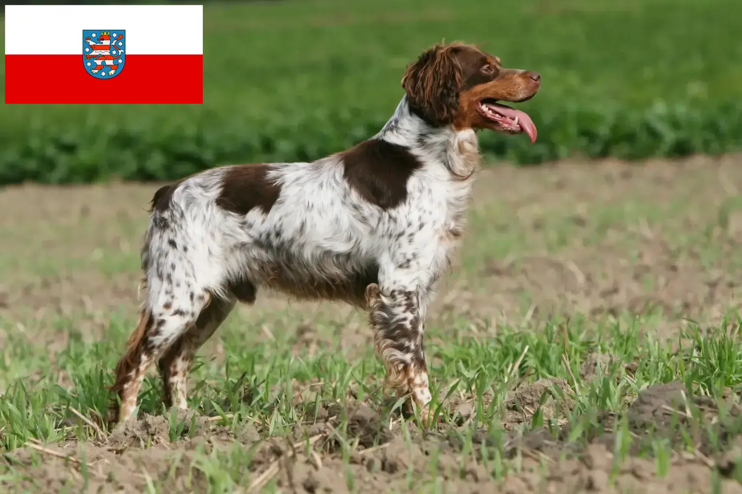 Scopri di più sull'articolo Allevatori di Epagneul Breton e cuccioli in Turingia