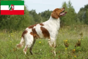 Scopri di più sull'articolo Allevatori di Epagneul Breton e cuccioli in Nord Reno-Westfalia