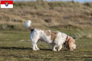 Scopri di più sull'articolo Allevatori di Grand Basset Griffon Vendéen e cuccioli in Hessen