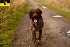 Scopri di più sull'articolo Griffon d’arrêt à poil dur Allevatore e cuccioli in Baden-Württemberg