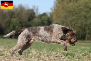 Scopri di più sull'articolo Griffon d’arrêt à poil dur Allevatore e cuccioli in Bassa Sassonia