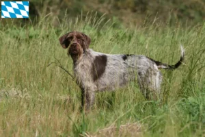 Scopri di più sull'articolo Griffon d’arrêt à poil dur Allevatore e cuccioli in Baviera