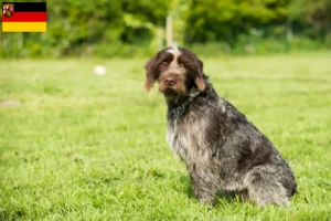 Scopri di più sull'articolo Griffon d’arrêt à poil dur Allevatore e cuccioli in Renania-Palatinato