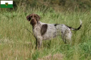 Scopri di più sull'articolo Griffon d’arrêt à poil dur Allevatore e cuccioli in Sassonia