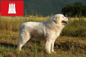 Scopri di più sull'articolo Allevatori di cani da pastore maremmani abruzzesi e cuccioli a Amburgo