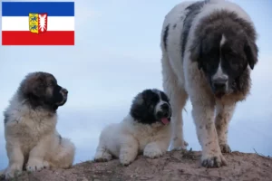 Scopri di più sull'articolo Allevatori di Mastín del Pirineo e cuccioli in Schleswig-Holstein