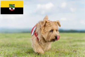 Scopri di più sull'articolo Allevatori di Norfolk Terrier e cuccioli in Sassonia-Anhalt