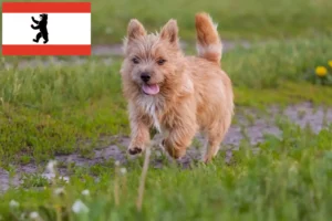 Scopri di più sull'articolo Allevatori e cuccioli di Norwich Terrier a Berlino