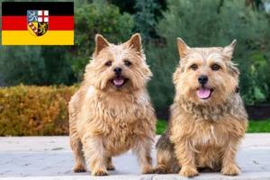 Scopri di più sull'articolo Allevatori di Norwich Terrier e cuccioli in Saarland