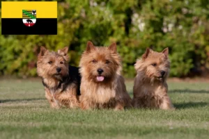 Scopri di più sull'articolo Allevatori di Norwich Terrier e cuccioli in Sassonia-Anhalt