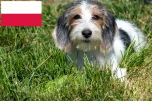 Scopri di più sull'articolo Allevatori di Petit Basset Griffon Vendéen e cuccioli in Polonia