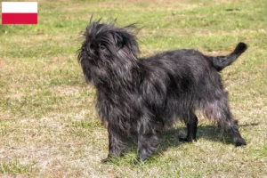 Scopri di più sull'articolo Allevatori di Affenpinscher e cuccioli in Polonia