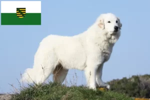 Scopri di più sull'articolo Allevatore di cani da montagna dei Pirenei e cuccioli in Sassonia